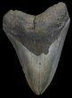 Megalodon Tooth - North Carolina #67133-1